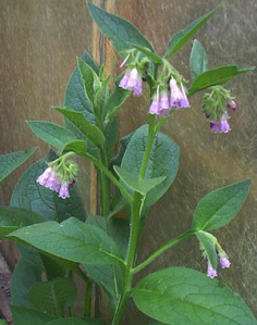 comfrey-herb