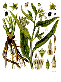 comfrey268